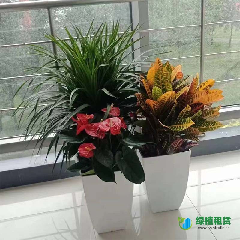 植物造景